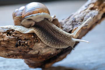 large edible snail in natural environment
