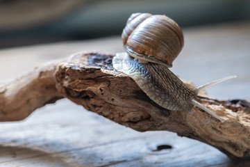 large edible snail in natural environment