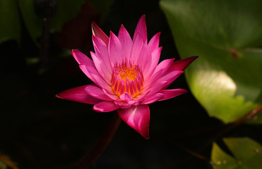 Pink and white lotus flower and green leaves	