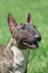 Miniature brindle and white bull terrier is standing on a green grass. Close up. English bull terrier or wedge head.