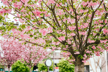 Bright pink cherry sakura blossom background with beautiful blurred bokeh effect.