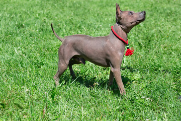 American hairless terrier puppy is standing on a green grass.