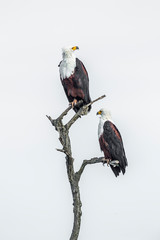 African fish eagle couple isolated in white background in Kruger National park, South Africa ; Specie Haliaeetus vocifer family of Accipitridae