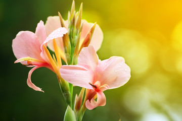 Close up of pink Canna Lily flower  with blur background,Orange light from the photo editor