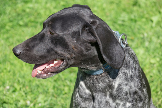 Norwegian half breed close up. Norwegian sports mestizo. Cross