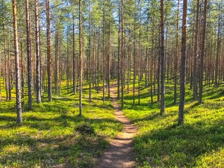 Summer forest view from Sotkamo, Finland.