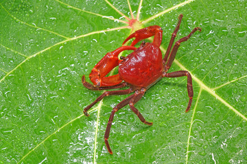 Red land crab (Phricotelphusa limula)(Male) , One of world most beautiful fresh water crabs, It’s native only in Phuket island, Thailand. It’s also known as Fire-Red crabs or waterfalls crab.Very rare