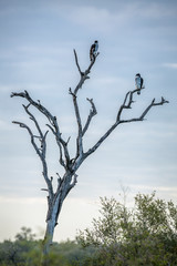 African Hawk-Eagle couple in dead tree in Kruger National park, South Africa ; Specie Aquila spilogaster family of Accipitridae