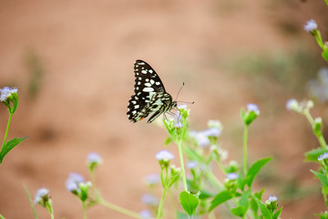 butterfly on flower
