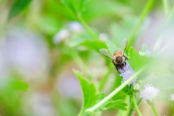 bee on flower
