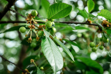 Green plum on tree in spring