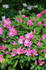 Pink flowers of rhododendron and green leaves in nature.