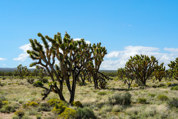 Fototapeta premium Joshua Tree National Park. American desert national park in southeastern California. Yucca brevifolia (Joshua Tree) is a plant species belonging to the genus Yucca.