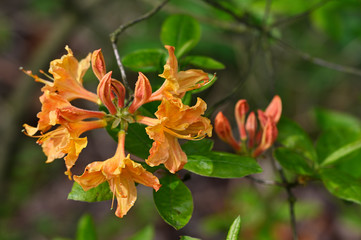 Orange flowers of rhododendron and green leaves in nature.