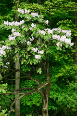 Fototapeta na wymiar White flowers of rhododendron and green leaves in nature.