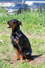German pinscher is sitting on a spring meadow. Pet animals.