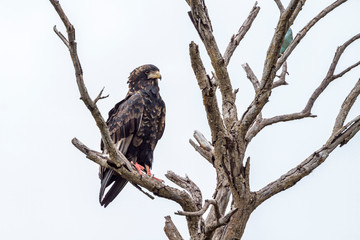 Bateleur Eagle juvenile isolated in white background in Kruger National park, South Africa ; Specie Terathopius ecaudatus family of Accipitridae