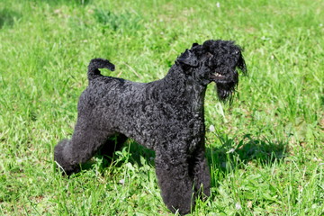 Cute kerry blue terrier is standing on a green grass in the park. Pet animals.