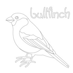 bullfinch bird, vector illustration,lining draw