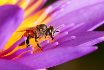 bee on flower