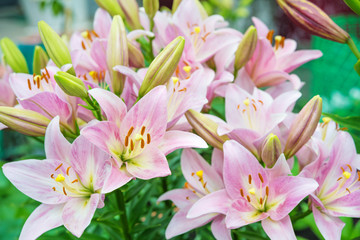 Pink lilies outdoors