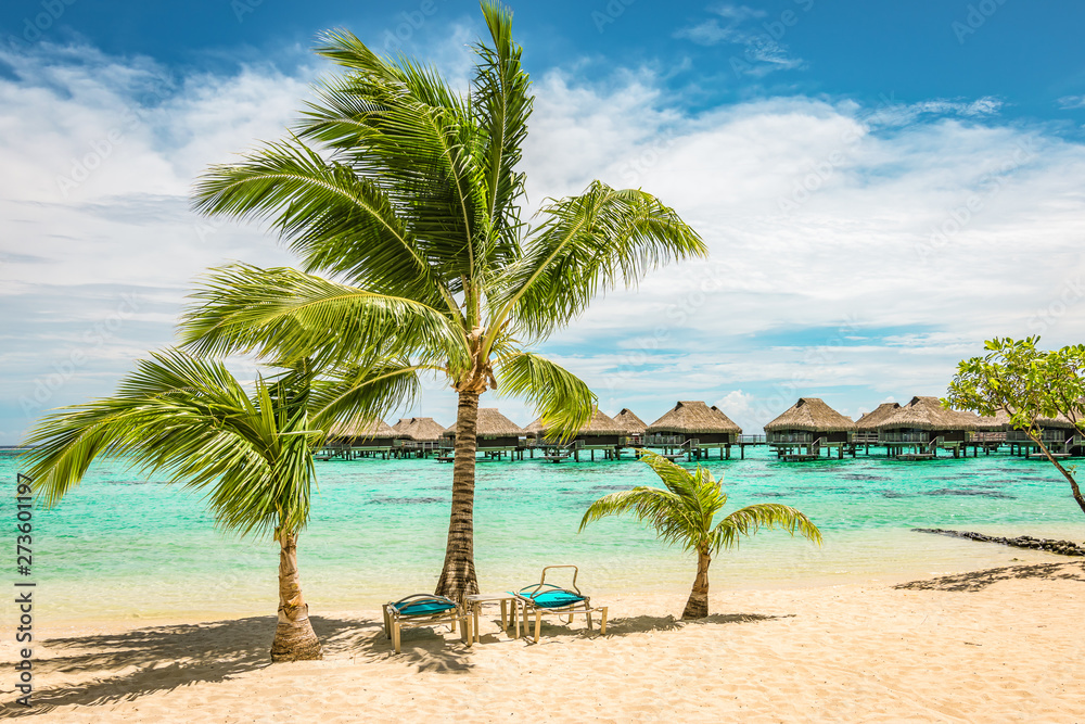 Poster tropical beach with palm trees and sun beds.