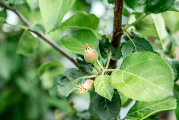 Young green apple on tree in spring.