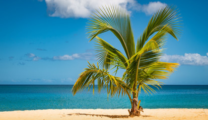 Palm tree on tropical beach.