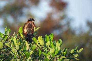 Burchell's Coucal in Kruger National park, South Africa ; Specie Centropus burchellii family of Cuculidae