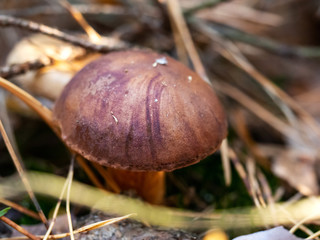 Edible polish mushroom (Polonica boletus) in pine forest, close up