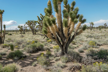 Fototapeta na wymiar Joshua Tree National Park. American desert national park in southeastern California. Yucca brevifolia (Joshua Tree) is a plant species belonging to the genus Yucca.
