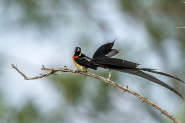 Eastern Paradise-Whydah in Kruger National park, South Africa ; Specie Vidua paradisaea family of Viduidae