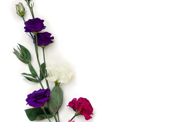 Bouquet of violet, white, pink flowers Eustoma ( Texas bluebells, bluebell, lisianthus, prairie gentian ) on a white background with space for text. Top view, flat lay