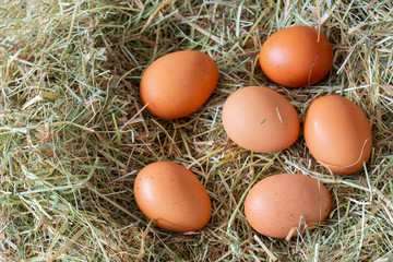 Chicken eggs laying on a bed od meadow hay straw grass