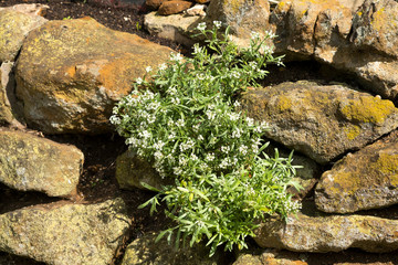 Small white flowers in a rockery garden