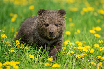 Brown bear cub playing on the summer field