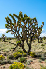 Fototapeta premium Joshua Tree National Park. American desert national park in southeastern California. Yucca brevifolia (Joshua Tree) is a plant species belonging to the genus Yucca.