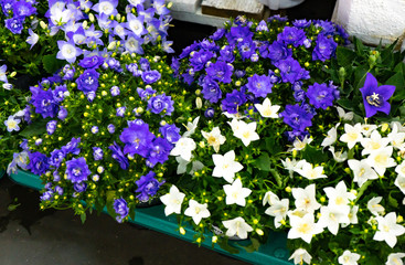 Chelyabinsk Region, Russia - June 2019. Selling bright live flowers. Bright summer flower bouquets in the flower shop