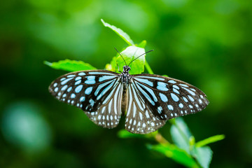 butterfly in the garden