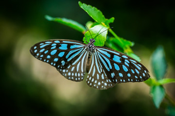 butterfly in the garden