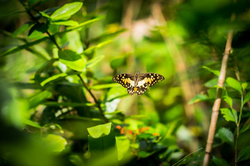 butterfly in the garden