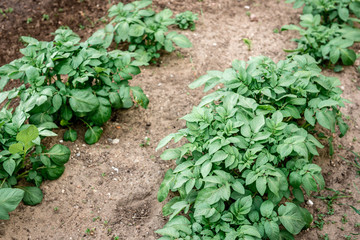 Young potato growing in spring garden.