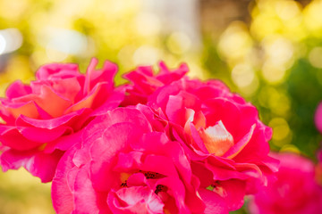 Beautiful background made of fuchsia and pink roses.