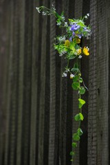 Bouquet of wild flowers on a wooden fence