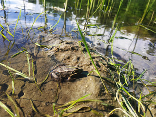 Beautiful little frog. Frog lives in the lake.