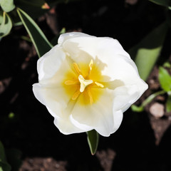 Fototapeta na wymiar beautiful tulip close up view nature background