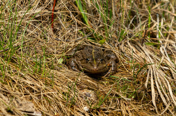 Ein Wasserfrosch von vorne in der Wiese