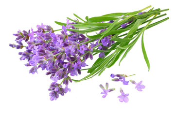 Fototapeta premium lavender flowers isolated on white background. bunch of lavender flowers.