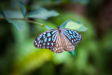 butterfly in the garden