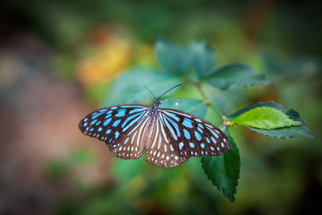 butterfly in the garden